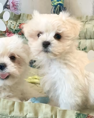Cuccioli razza Maltese pedigree Enci