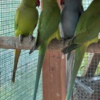 Pappagalli parrocchetti dal collare verdi sessati