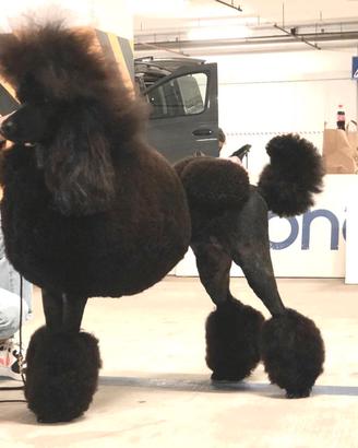 Cuccioli di Barbone Grande mole
