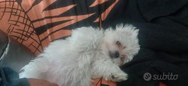 Cuccioli di maltese