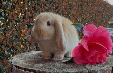 Coniglio nano ariete FULVO