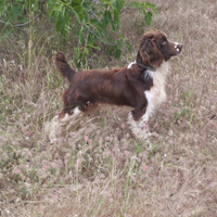 Springer spaniel inglese