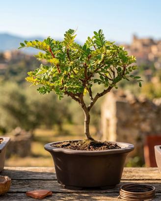 Bonsai di Pepe Esemplare Unico 21cm 10 Anni