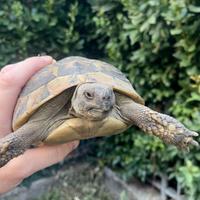 Tartaruga da terra ~ Testudo Hermanni Boettgeri