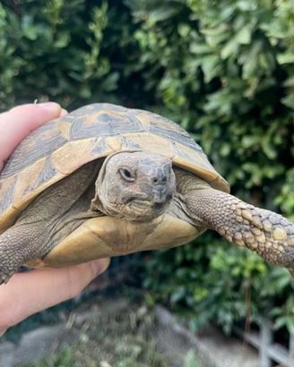 Tartaruga da terra ~ Testudo Hermanni Boettgeri