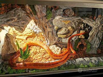 Serpente ELAPHE