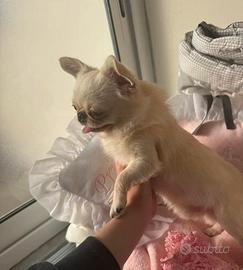 Chihuahua per monta