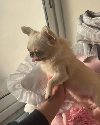 Chihuahua per monta