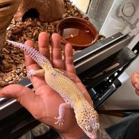 Geco leopardino