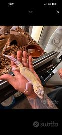 Geco leopardino