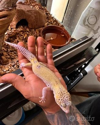 Geco leopardino