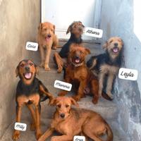 Si regalano cuccioli