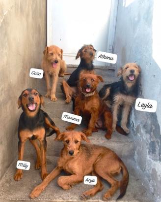 Si regalano cani