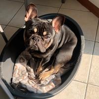 Bulldog per monta