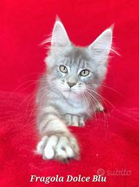Cucciola maine coon super silver con pedigree