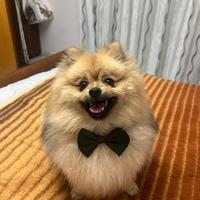 Spitz di Pomerania nano