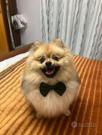 Spitz di Pomerania nano