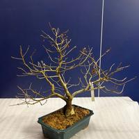 Bonsai Quercia Farnia