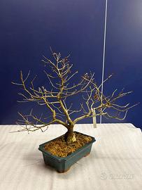Bonsai Quercia Farnia