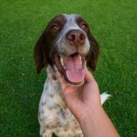 Cucciolo setter inglese