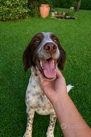 Cucciolo setter inglese