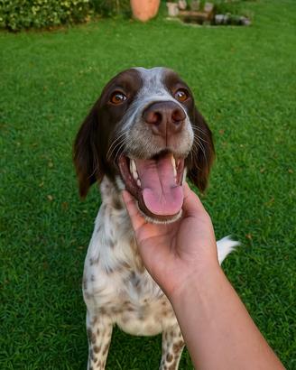Cucciolo setter inglese
