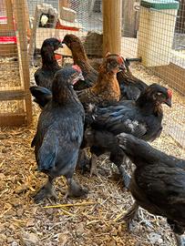 Pulcini Marans