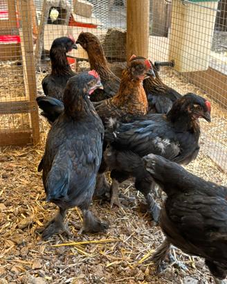 Pulcini Marans