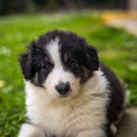 Cuccioli di Border collie