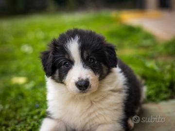Cuccioli di Border collie
