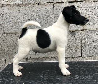 Cuccioli Fox terrier