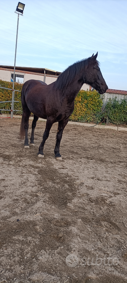 Coperta cavallo - Animali In vendita a Vicenza