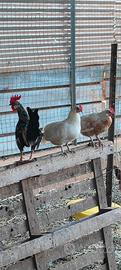 Galline