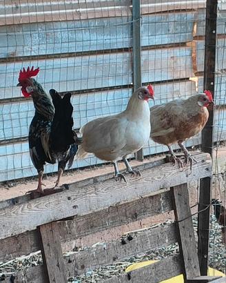 Galline