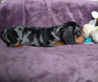 Animali bassotti tedeschi pelo corto