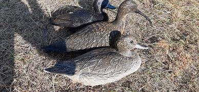 Stampi germani e vari uccelli acquatici