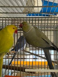 Coppie di collari pronte alla cova