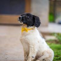 Cucciola femmina due mesi