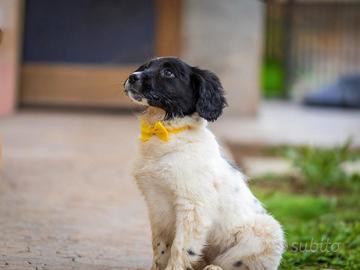 Cucciola femmina due mesi