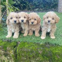 Maltipoo cuccioli