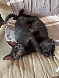 Gattino nero