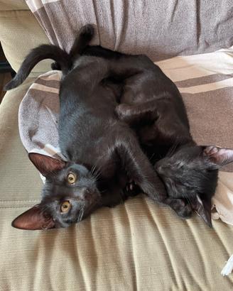 Gattino nero