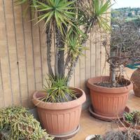 Piante grasse e vasi 