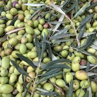 Olive da Olio Frutto.