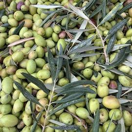 Olive da Olio Frutto.