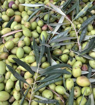 Olive da Olio Frutto.