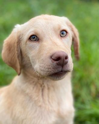 Cucciolo Labrador Retriever