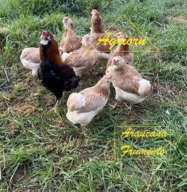 Galline Araucana