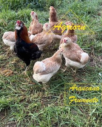 Galline Araucana