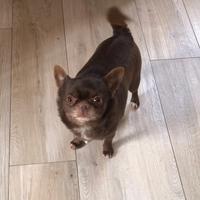 Coppia chihuahua adulti